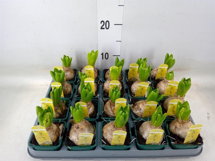 <h4>Hyacinthus orie. 'Yellowstone'</h4>