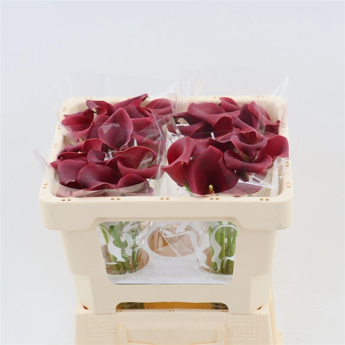<h4>Calla Bermuda</h4>