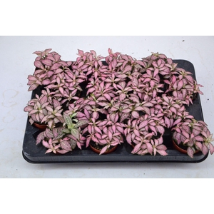 Fittonia Mosaic Pink Forest Flame