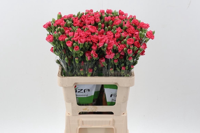 <h4>Di Tr Locura x20</h4>