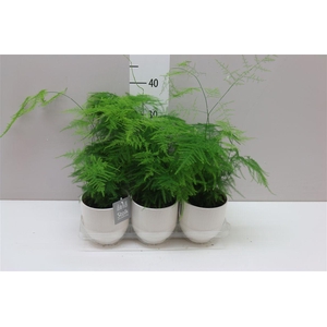 Asparagus Setaceus In Liv Keramiek