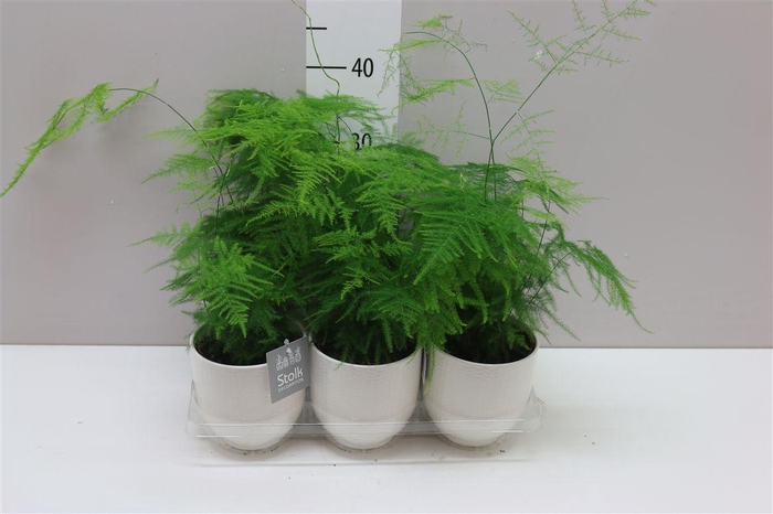 Asparagus Setaceus In Liv Keramiek