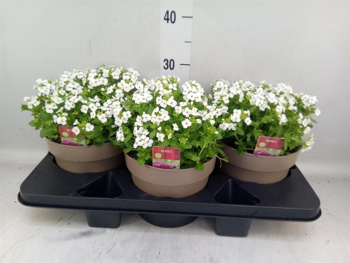 <h4>Arabis caucasica</h4>