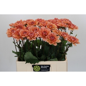 Dahlia Yelno Harmony
