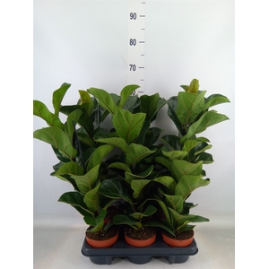Ficus lyrata 'Bambino'