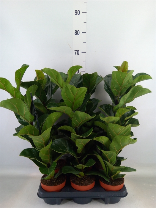 <h4>Ficus lyrata 'Bambino'</h4>