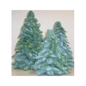 KERSTBOOM NOBILIS 100CM