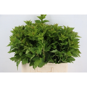 PHYSOCARPUSBLAD GREEN 055CM
