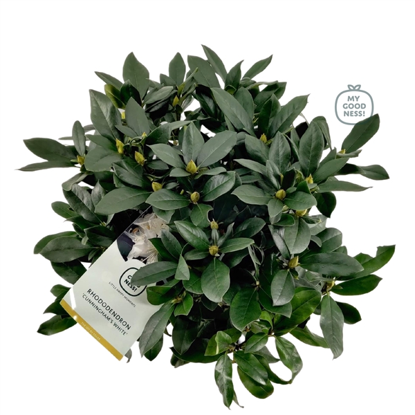 <h4>Rhododendron 50-60 /7.5 liter 'Cunningham's White'</h4>