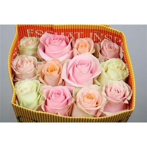 R Gr Pastel Mix Ec