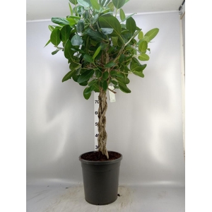 Ficus benghalensis 'Audrey'