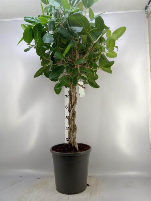 <h4>Ficus benghalensis 'Audrey'</h4>