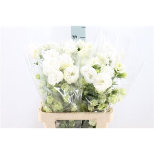 Campanula M Kilimanjaro