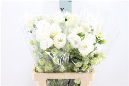 <h4>Camp M Kilimanjaro</h4>