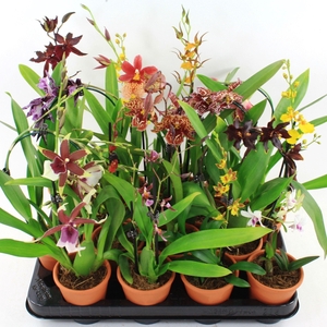 ORCHIDEEEN GEM