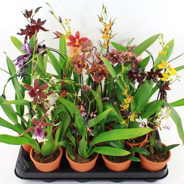 <h4>ORCHIDEEEN GEM</h4>