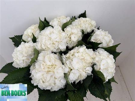 <h4>Hydr M White Chelsea</h4>
