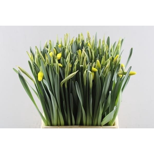 Narc G Pinza (hulst)