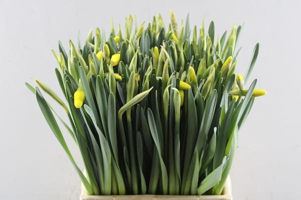 <h4>Narc G Pinza (hulst)</h4>