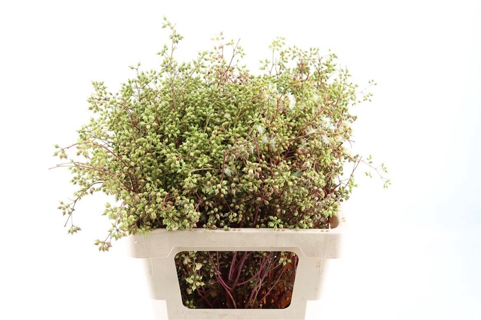 <h4>Euca Exotica Berry 60cm P Bunch</h4>