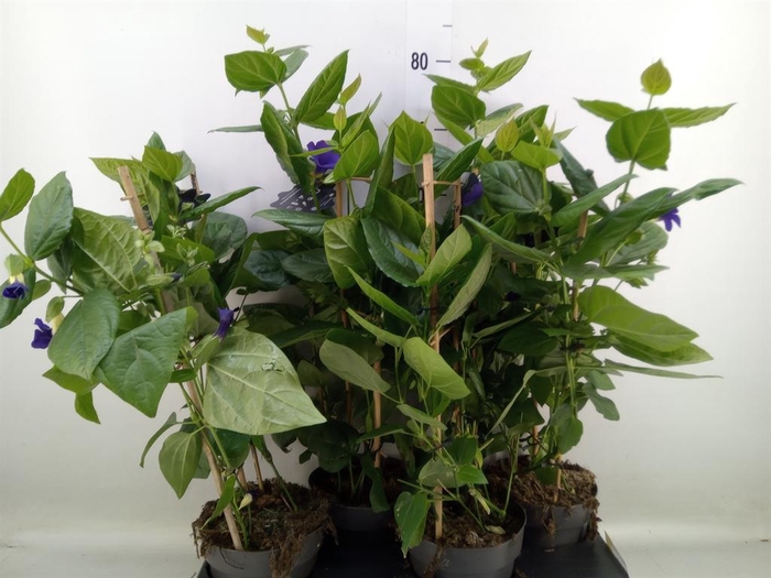 <h4>Thunbergia battiscombei</h4>