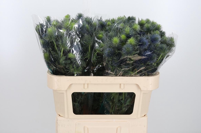 <h4>Eryn Supernova</h4>