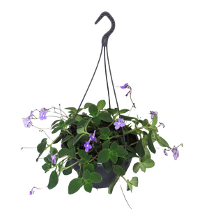 Hangpotten 23 cm Streptocarpus