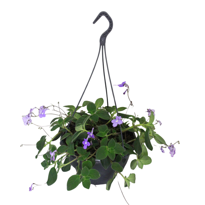 <h4>Hangpotten 23 cm Streptocarpus</h4>