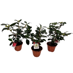 CAMELLIA JAPONICA