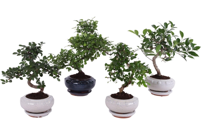 <h4>Bonsai   ...mix</h4>