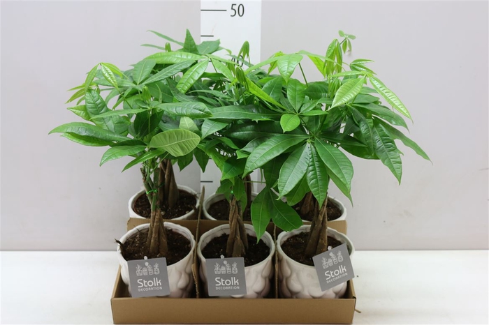 <h4>Pachira Aquatica Wit Keramiek</h4>