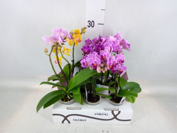 <h4>Phalaenopsis   ...mini</h4>