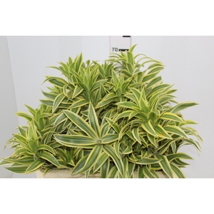 FOLHAGEM DRACENA PLEOMELE VARIEGATA