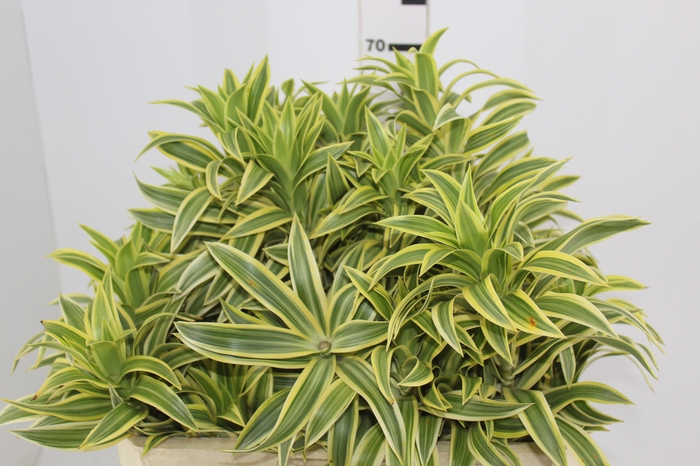 <h4>FOLHAGEM DRACENA PLEOMELE VARIEGATA</h4>