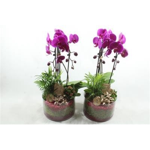 4993 ROZE CILINDER CASCADE