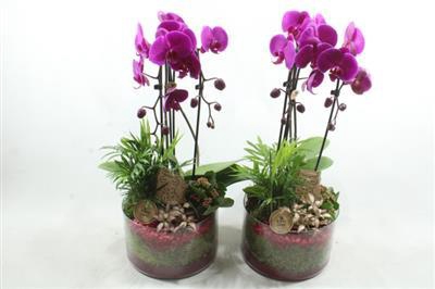 <h4>4993 ROZE CILINDER CASCADE</h4>