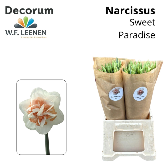 <h4>NARCISSUS DU 'SWEET PARADISE'</h4>