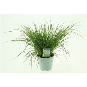 Pennisetum Alopecuroides 'hameln'