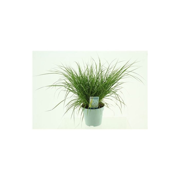 <h4>Pennisetum Alopecuroides 'hameln'</h4>
