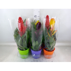Vriesea   ...mix 6