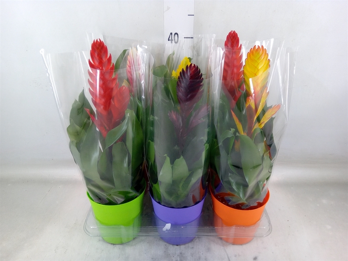 <h4>Vriesea   ...mix 6</h4>