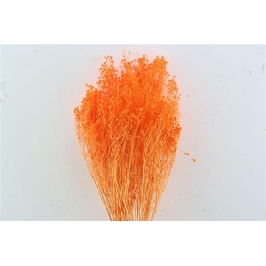 Dried Brooms Orange Bunch