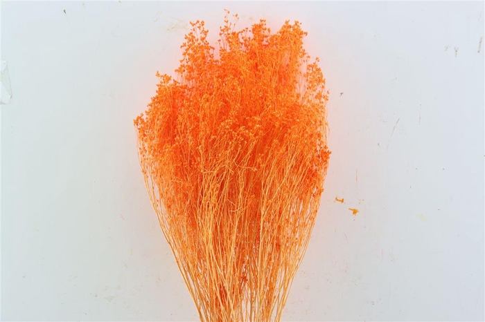 <h4>Dried Brooms Orange Bunch</h4>