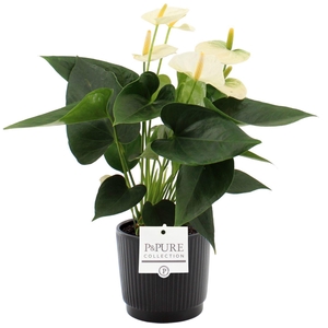 Anthurium 12 cm Cocos in Pure Liv ceramics