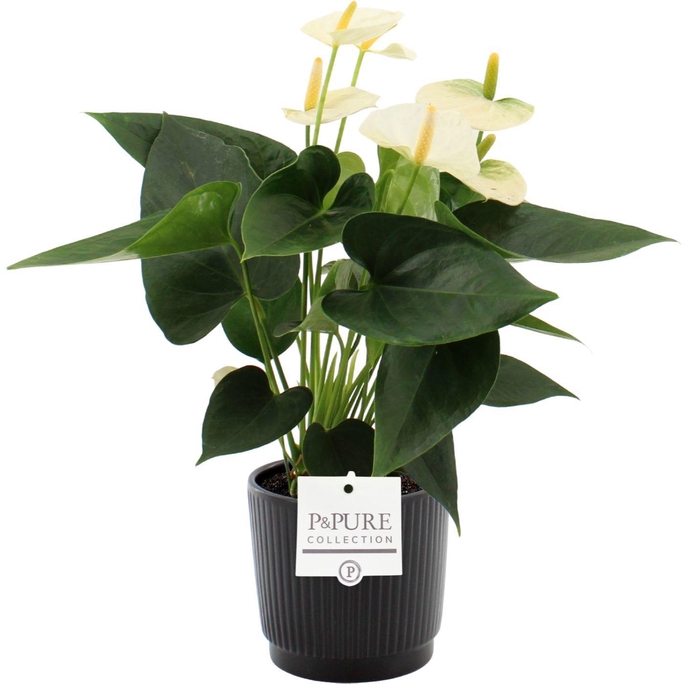 <h4>Anthurium Cocos in Pure Liv ceramics</h4>