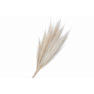 Dried Bleached Cortaderia Evita