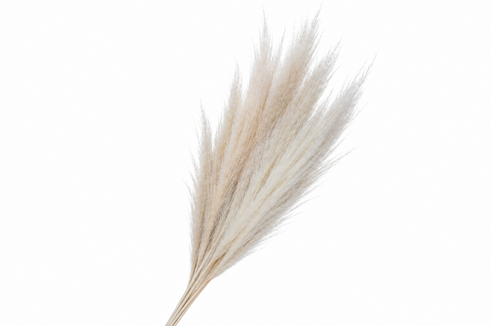 <h4>Dried Bleached Cortaderia Evita</h4>