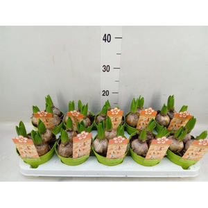 Hyacinthus orie. 'Gipsy Queen'