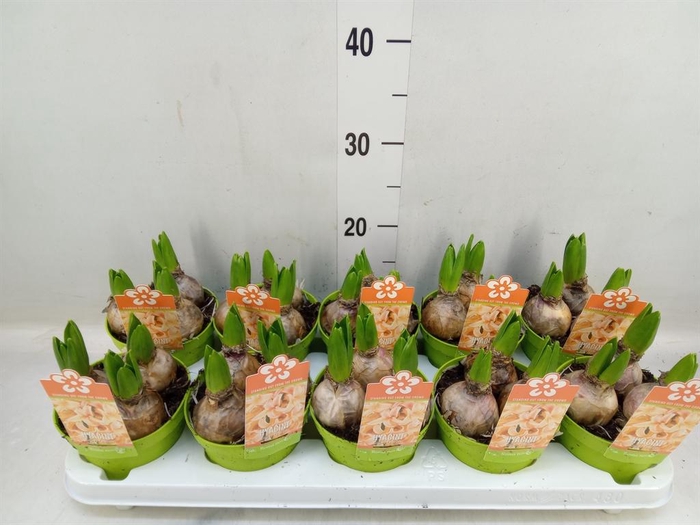 <h4>Hyacinthus orie. 'Gipsy Queen'</h4>