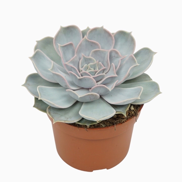 <h4>Echeveria lilacina</h4>